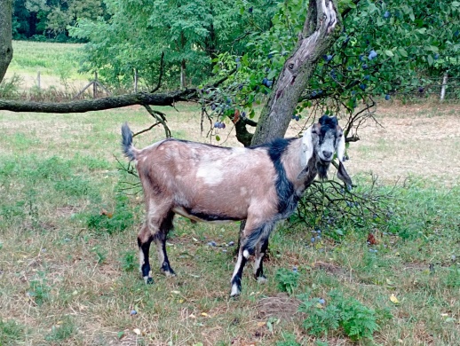 Nubistic Kecskefarm Nemesapáti
