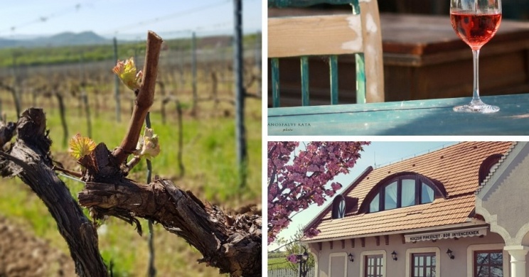 Koczor Pincészet és Vendégfogadó Balatonfüred