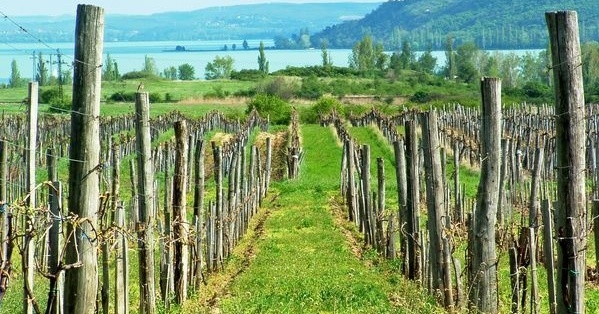 Balaton Borgaléria - Balaton Borkúria