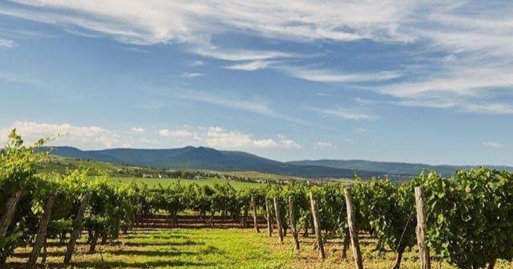 Centurio Szőlőbirtok