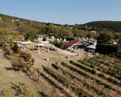 Homola Borterasz Paloznak