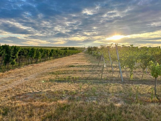 Pap Pince Balatonszabadi