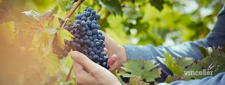 Vincellér Borbirtok - Fertőboz