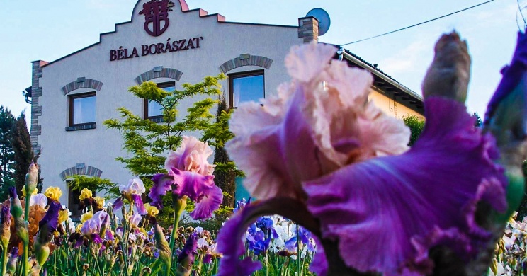 Béla Borászat Imrehegy