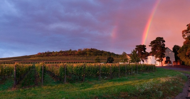 Gróf Degenfeld Szőlőbirtok Tarcal