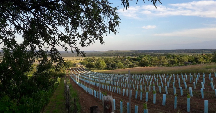 Szabadkai Pincészet Zámoly