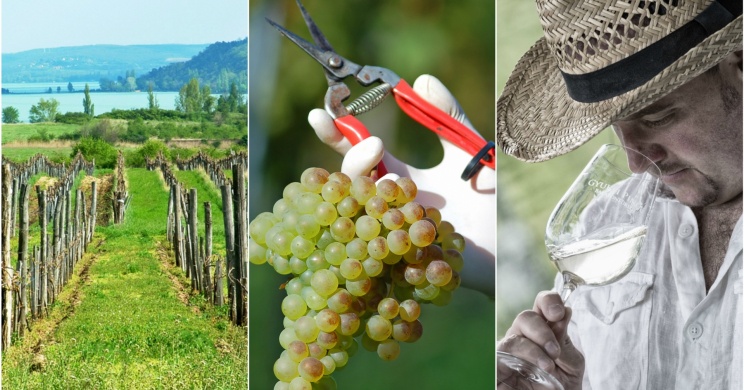 Gyukli Pince Balatonfüred