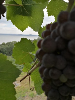 Kalinics Birtok Ábrahámhegy