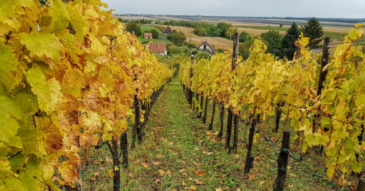 ApróKertek Pincészet