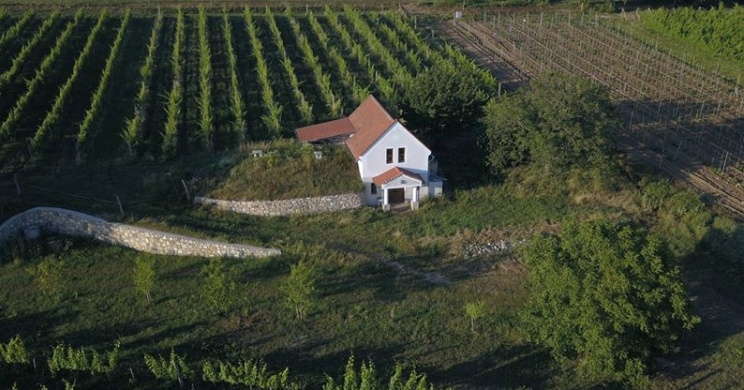 Aranysörte Kézműves Borászat