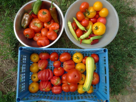 T E R R A P O L I S - vendégasztal és kert Tarcal