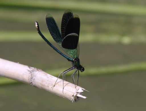 Szitakötő Kert Hegymagas