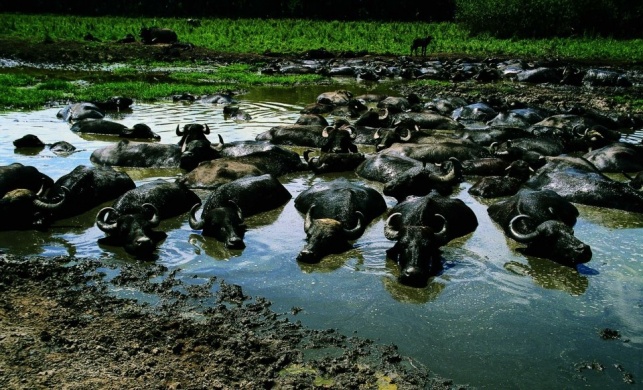 Bivalyrezervátum Kápolnapuszta