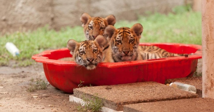 Magán Zoo Felsőlajos Magántulajdonú Állat- és Szabadidőpark