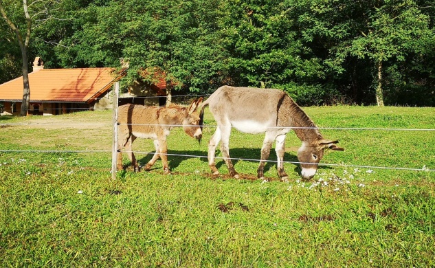 Őshonos Állatpark Alsóújlak