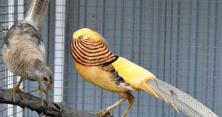 Balatoni Madárkert Kereki