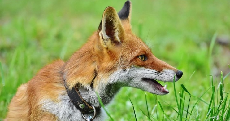 Vadfarm Fertőszentmiklós