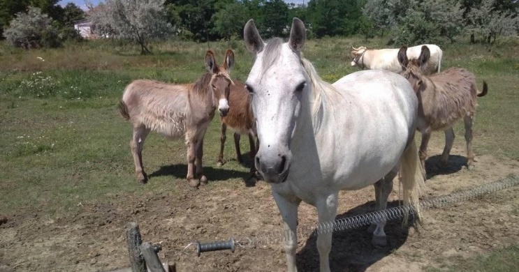 Állatsimogató és halastó Tiszasas