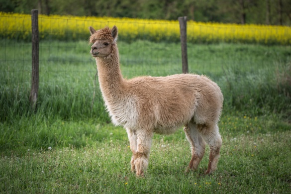 Liget Alpaka Farm Jobaháza