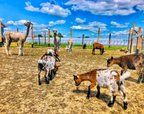 NoliLand Állatsimogató Kocs