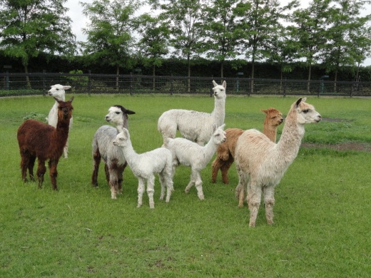 Suri Alpaka Farm Csabaszabadi