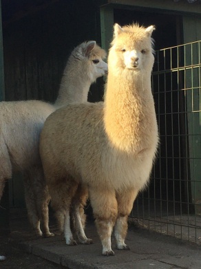 Jász Alpaka Jászberény