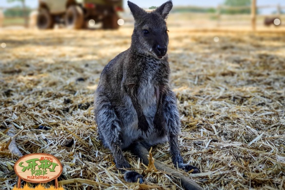 Autós Safari Park Pusztaottlaka