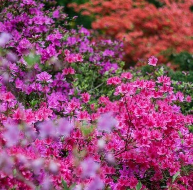 Jeli Arborétum Kám