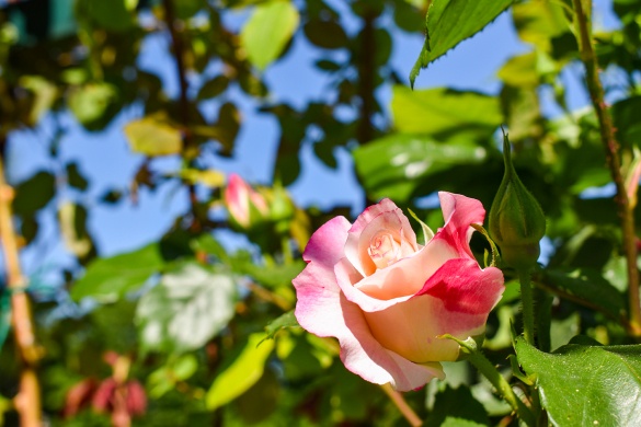 Cziráky Margit Rózsakert Fertőd