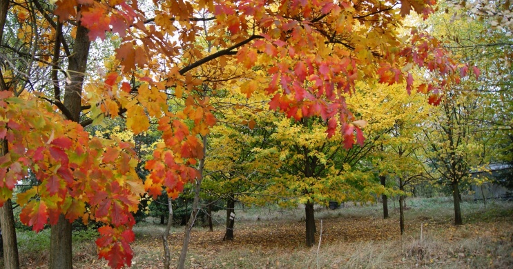 Nyíri Arborétum Nyírpazony