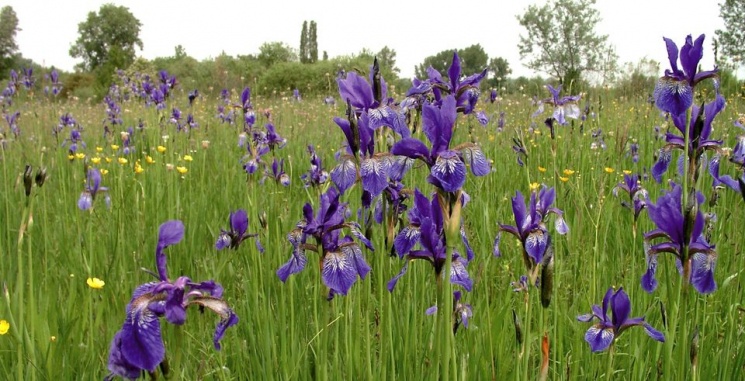 Soroksári Botanikus Kert Budapest