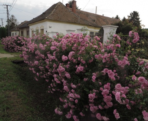 Márk Rosarium  Acsád