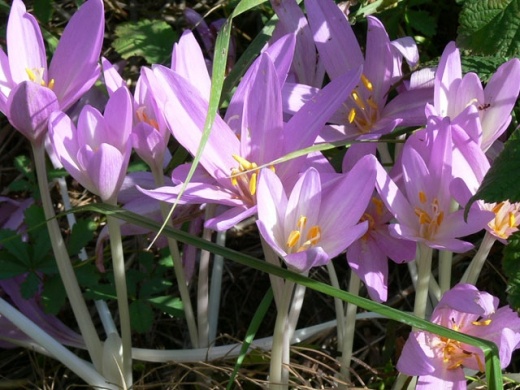 Kerka-Mente Natúrpark Szécsisziget