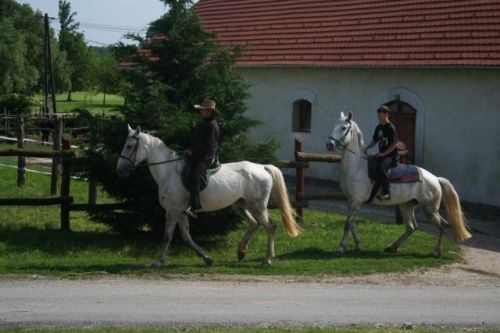 Szentgyörgyvári Lipicai Ménes Lovastanya Szentgyörgyvár