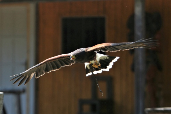 Westernpark Nemesvita