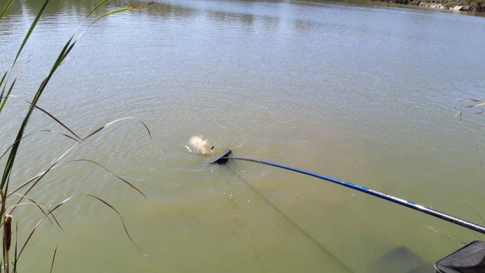 Kálmán Perenyei Halastavak