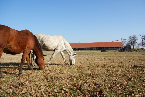 Révbéri Lovascentrum