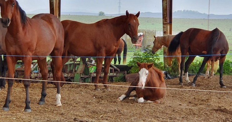 Mitró Ranch Szuhakálló