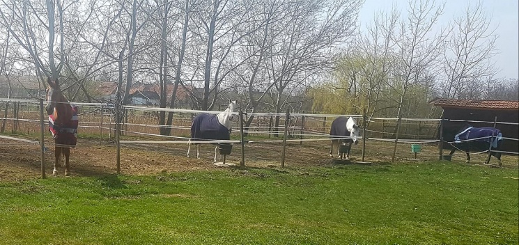 Táltos Lovasudvar Nagyszénás