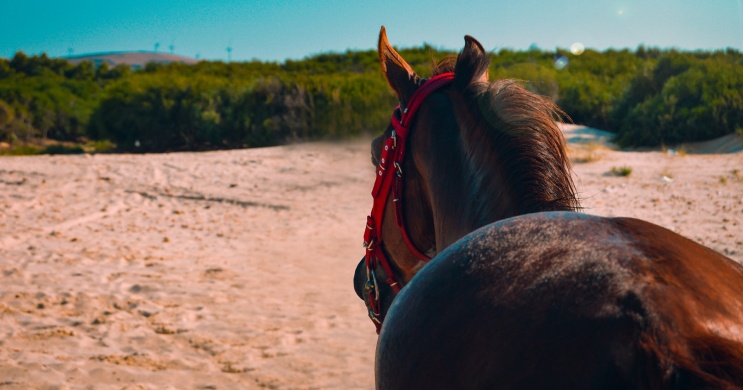 Dél-Alföldi Lovasudvar Hódmezővásárhely