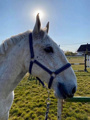 Nagyvázsonyi lovasiskola