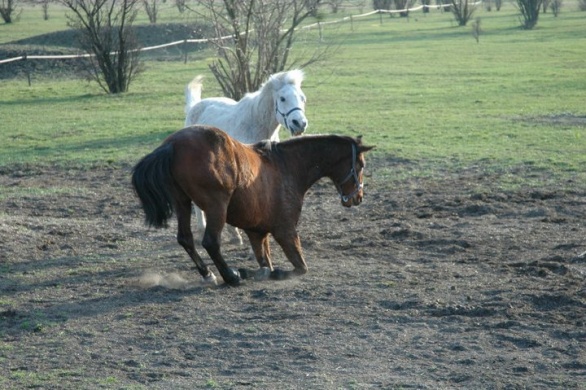 Nyiharda LSKE Lovarda Budapest