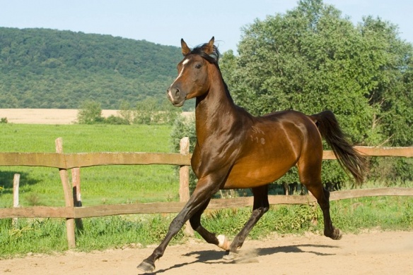 Öregmajor- Maximum Lovasklub Nagysáp