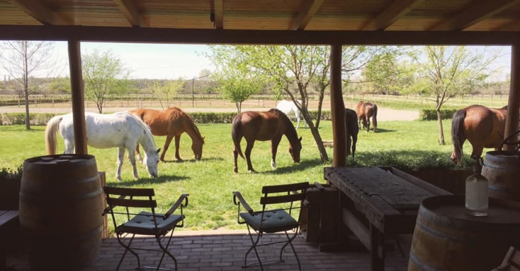 Jakab Lovasudvar Dabas