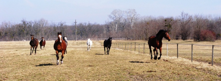 Makay Lovarda Dunakiliti