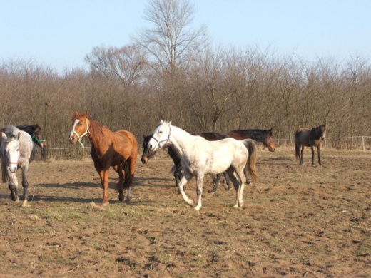 Delelő Lovastanya Erdőkertes