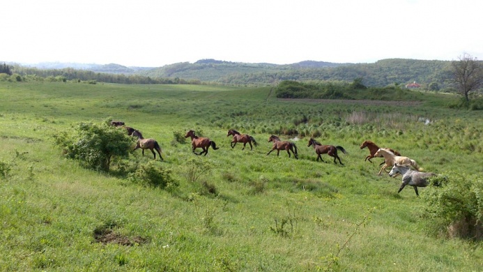 Forrás Lovastanya Mátracserpuszta