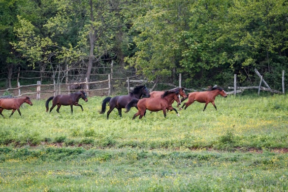 Zsábi Lovasudvar Kisnyárád