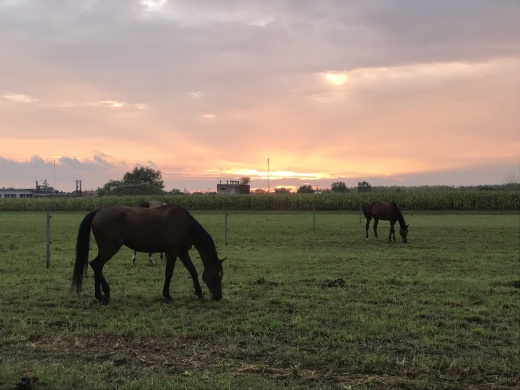 Kentaur Lovasudvar Balmazújváros