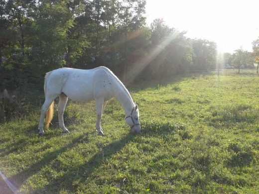 Angyalszív Lovasudvar Vámoscsalád